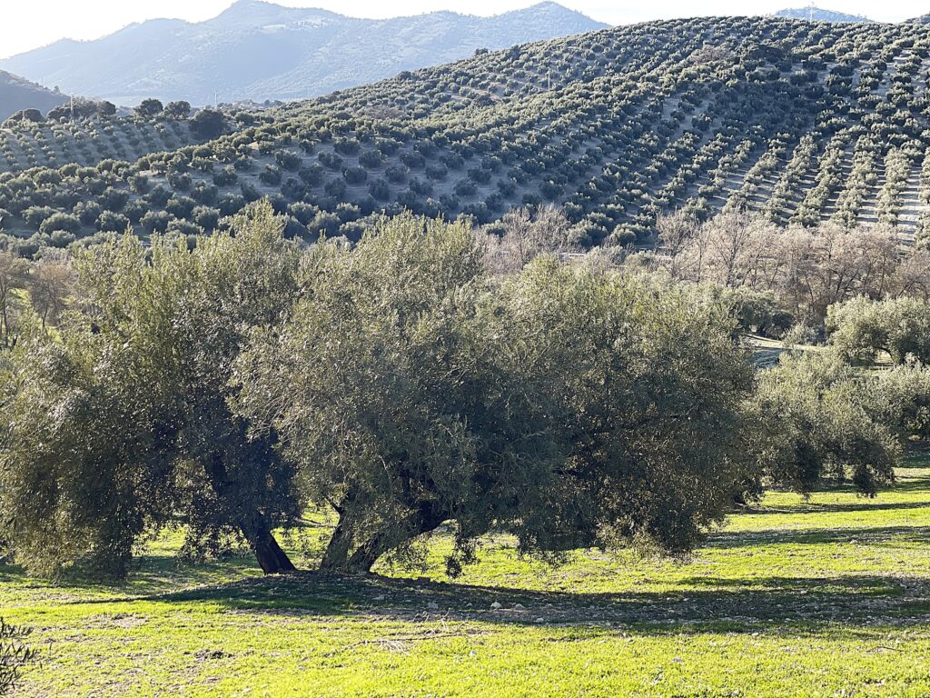 Cata de Aceites y los Olivares