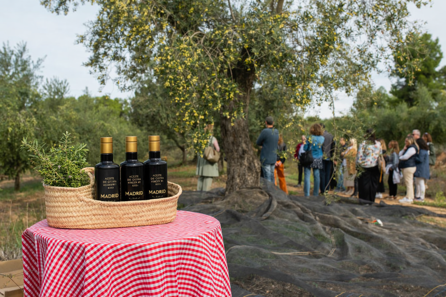 Oleoturismo en Madrid_15
