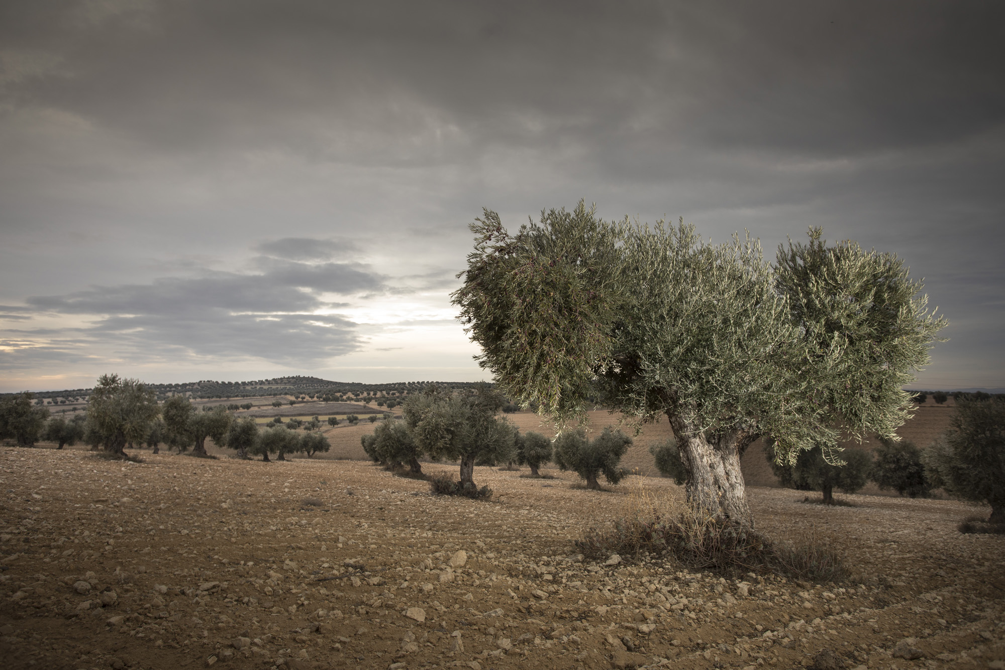 Oleoturismo en Madrid_7