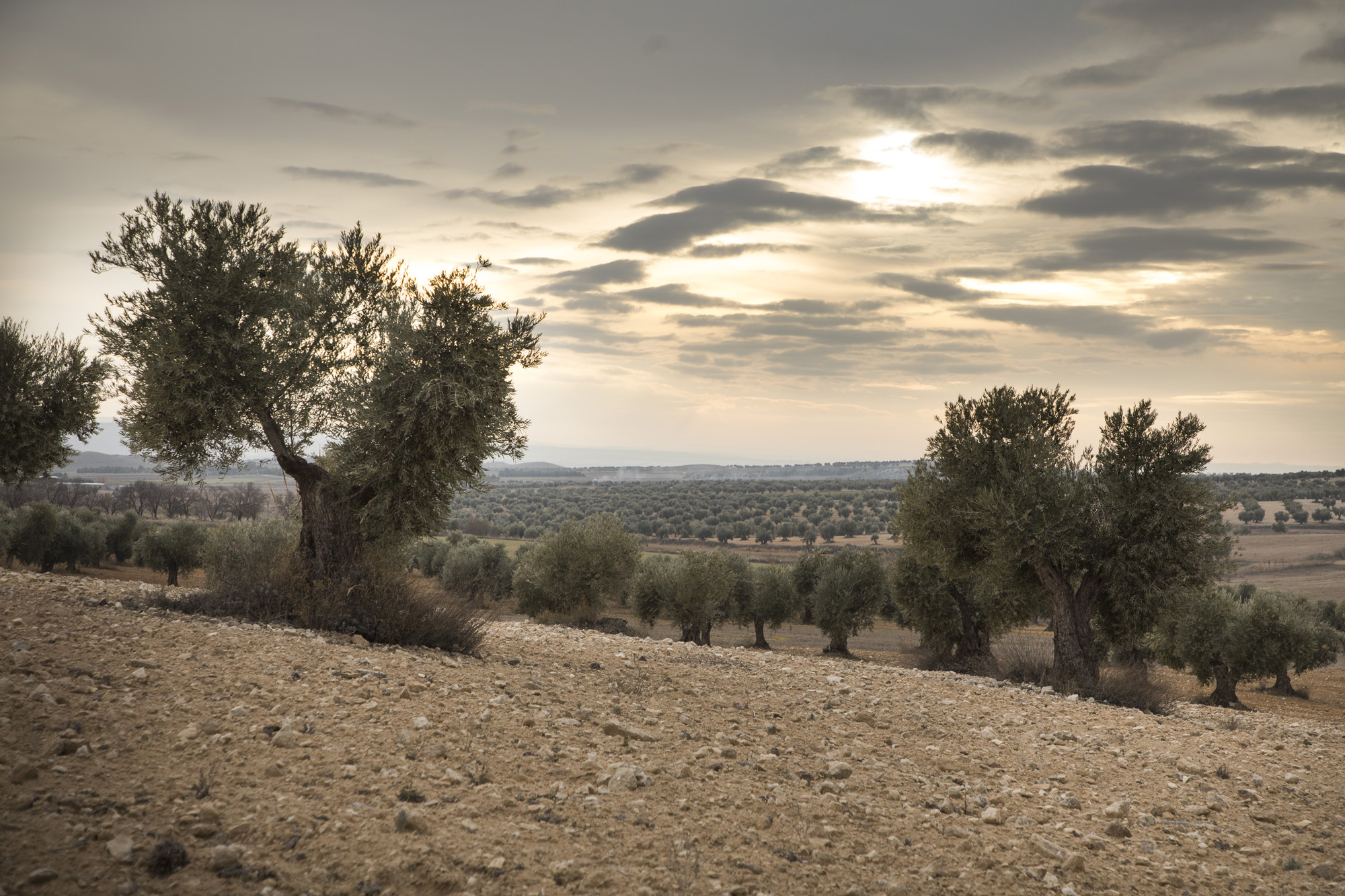 Oleoturismo en Madrid_9